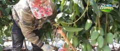 聪慧农业撑起农户“荷包子” 农产物实现