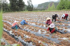 贵州石阡：地膜护良田 沃野换新颜
